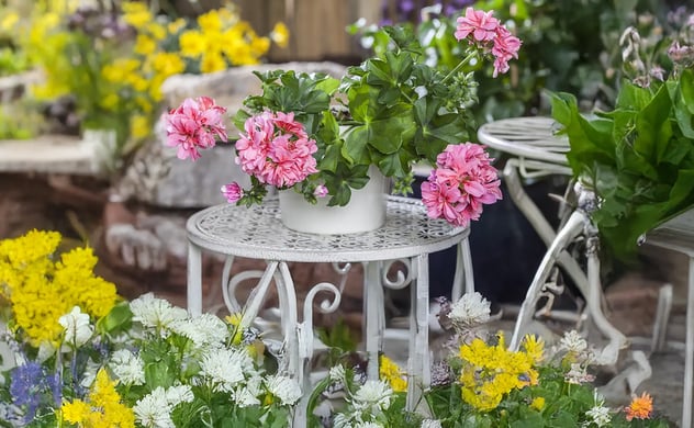 Frühlingsblumen & Sommerblumen