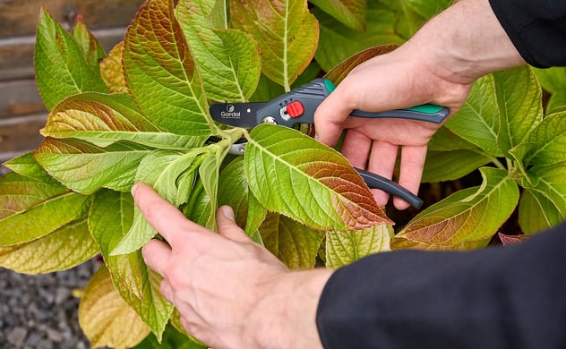 Tipps & Ideen für Ihren Garten