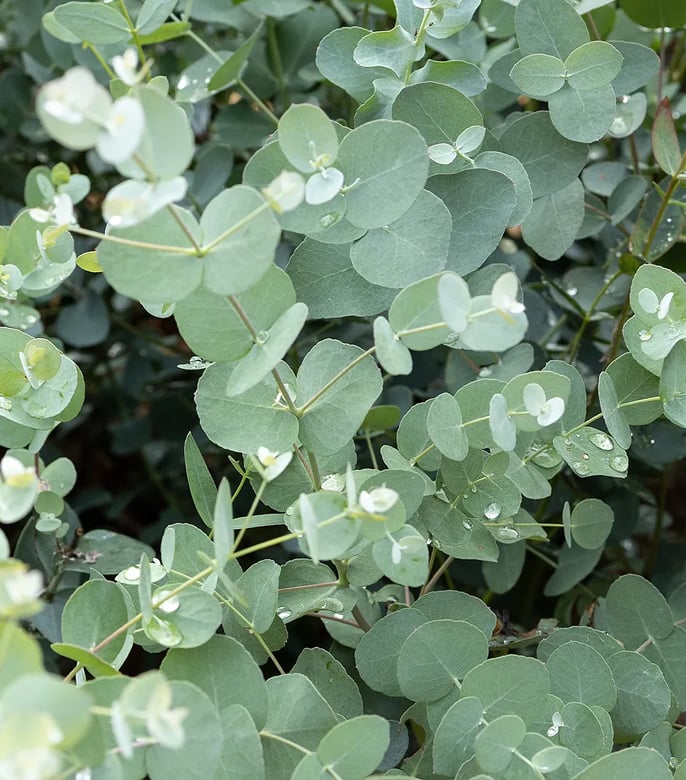 Eukalyptus pflegen: Tipps zu Gieen, Standort & berwintern | BAUHAUS