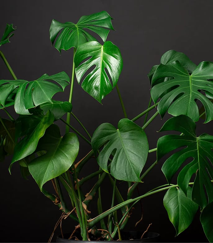 Monstera pflegen: Standort, Gieen & Vermehrung