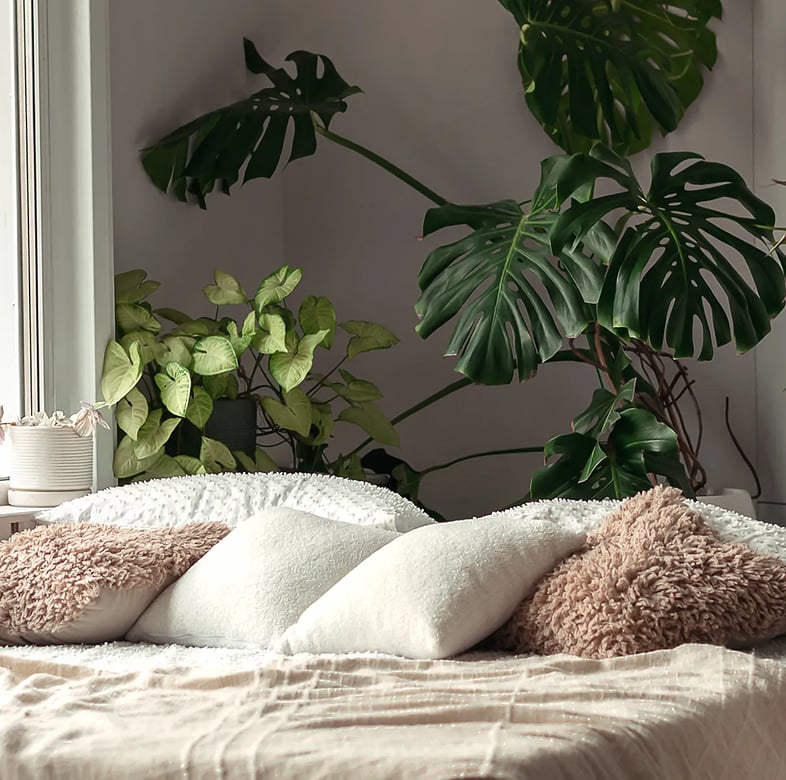 Top 10 Schlafzimmer-Pflanzen fr erholsame Nchte