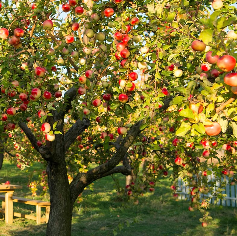 Obstbume pflanzen  Anleitung, Tipps zur Auswahl & Pflanzung