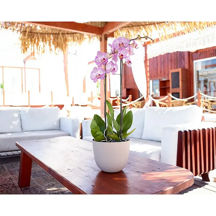 Artevasi Pflanztopf Havana NaturalAußenmaß (Ø x H): 30 x 24,9 cm, Kunststoff, Granit - Nahaufnahme einer eleganten Orchidee in einem Topf auf einem Holztisch mit weißen Sofas im Hintergrund.