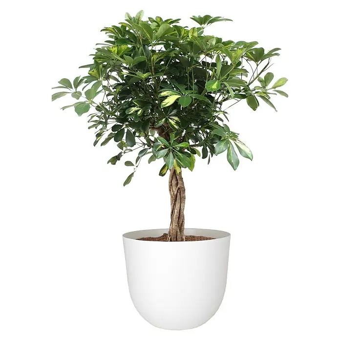 Artevasi Pflanztopf Havana Natural - Außenmaß (Ø x H): 30 x 24,9 cm, Kunststoff, Granit - Zimmerpflanze mit geflochtenem Stamm in einem weißen Topf, ideal für die Dekoration von Innenräumen.