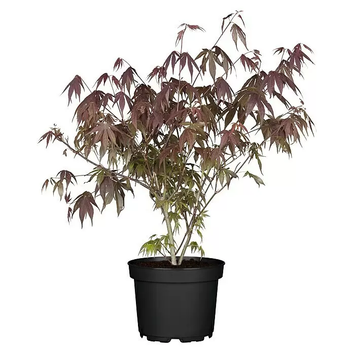 Piardino Fächerahorn - Acer palmatum in Sorten - Rot-lila Fächerahornpflanze in einem schwarzen Plastiktopf.
