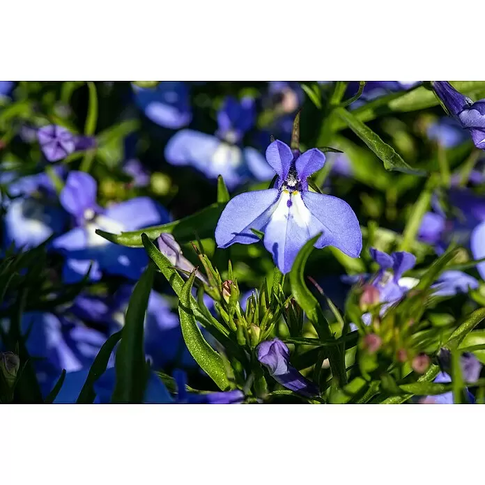 Piardino Lobelie - Lobelia erinus, Topfgröße: 11 cm, Blau - Detailaufnahme
