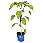 Piardino Paprika Bio (Capsicum annuum 'Lubega® Mini Orange', 10,5 cm, Erntezeit: August, Farbe Frucht: Orange) | BAUHAUS