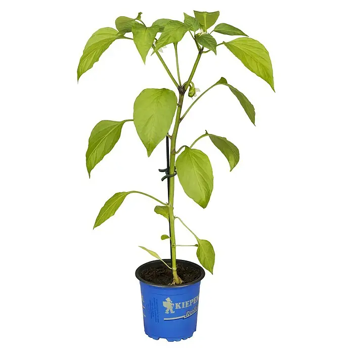 Piardino Paprika Bio - Capsicum annuum 'Lubega® Mini Orange', 10,5 cm, Erntezeit: August, Farbe Frucht: Orange - Eine junge Paprikapflanze in einem blauen Topf, angebunden an einem Stab, mit grünen Blättern und kleinen weißen Blüten.