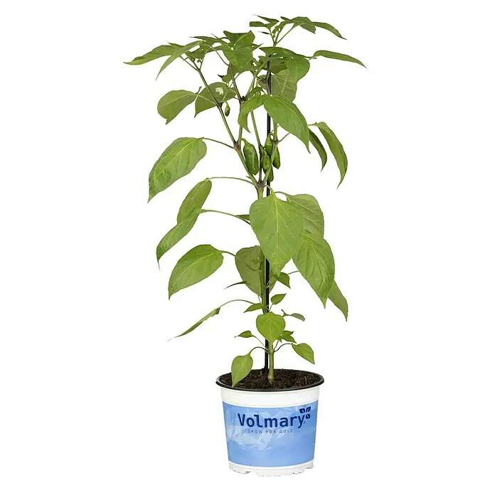 Piardino Paprika Bio - 11 cm, Erntezeit: August, Farbe Frucht: Rot - Jalapeño-Pflanze im Topf von Volmarys. Die Pflanze hat grüne Blätter und mehrere Jalapeños. Ideal für den Anbau eigener Chilis.