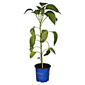 Piardino Paprika Bio (Capsicum annuum 'Lubega® Mini Yellow', 10,5 cm, Erntezeit: August, Farbe Frucht: Gelb) | BAUHAUS