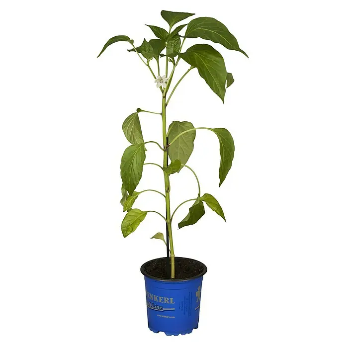 Piardino Paprika Lubega - Capsicum annuum, 19 cm, Erntezeit: Juni, Farbe Frucht: Gelb - Junge Paprikapflanze mit grünen Blättern und einer weißen Blüte in einem blauen Topf der Marke Volmary.
