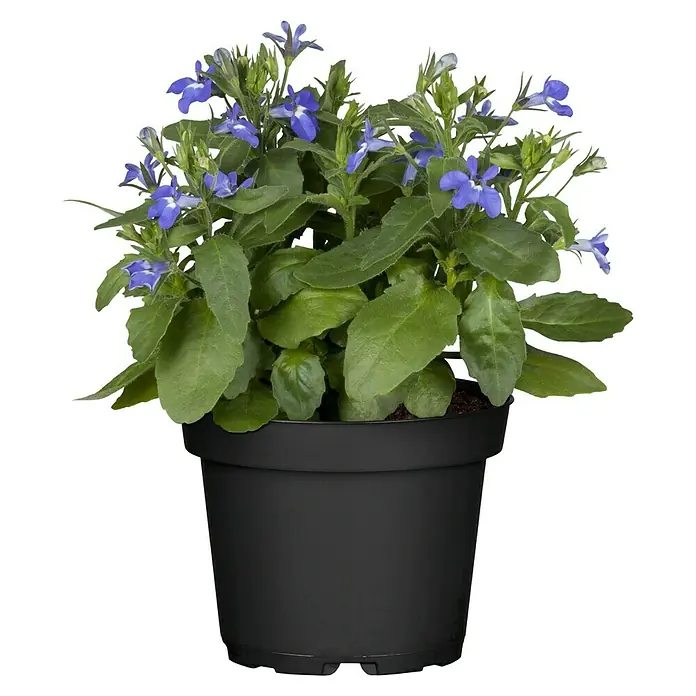 Piardino LobelieLobelia erinus, Topfgröße: 11 cm, Blau