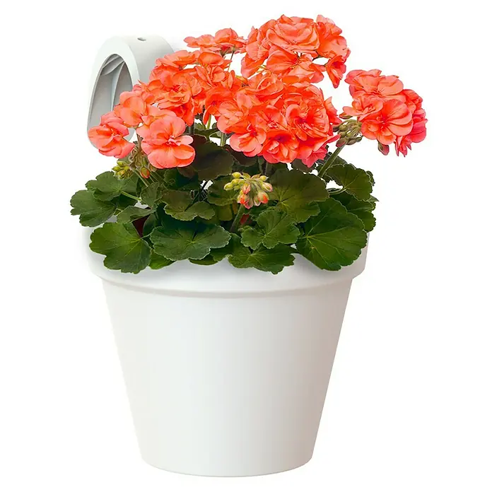 Artevasi Capri Geländertopf - Außenmaß (Ø x H): 20 x 28 cm, Kunststoff, Weiß - Ein Topf mit leuchtend orangefarbenen Geranien steht vor einem schwarzen Hintergrund und erzeugt eine auffallende und lebendige Darstellung.