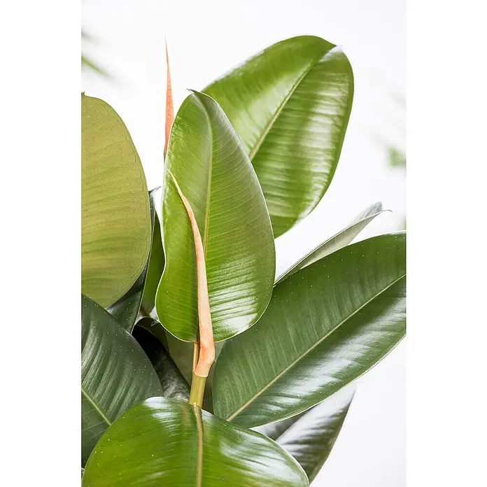 Piardino Gummibaum in SortenFicus elastica, Topfgröße: 24 cm - Nahaufnahme einer Gummibaumpflanze mit glänzenden, grünen Blättern und einem jungen, hellrosa Blatt.