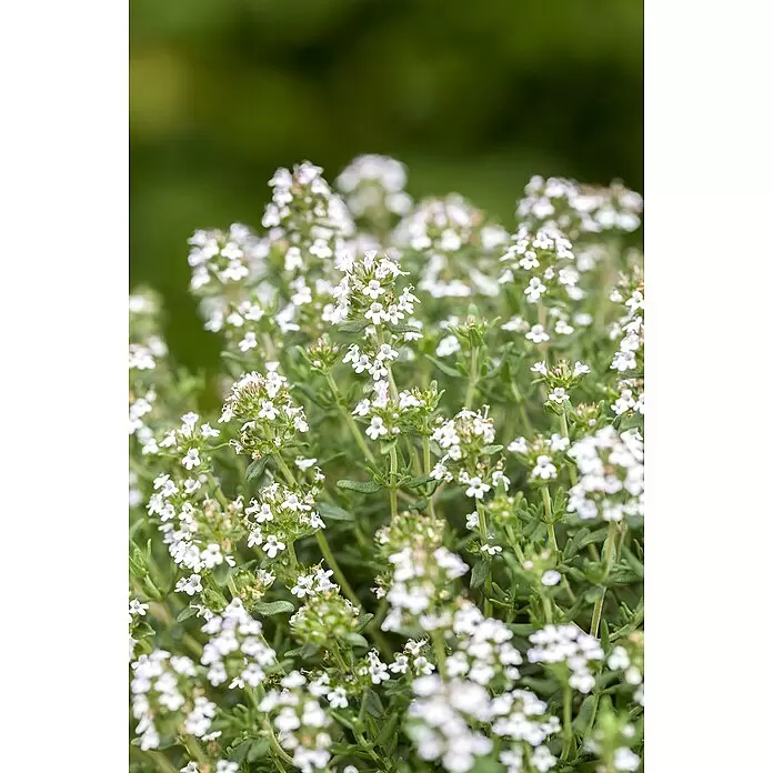 Piardino Echter Thymian grünlaubige Sorten - Thymus vulgaris, Topfgröße: 14 cm - Detailaufnahme