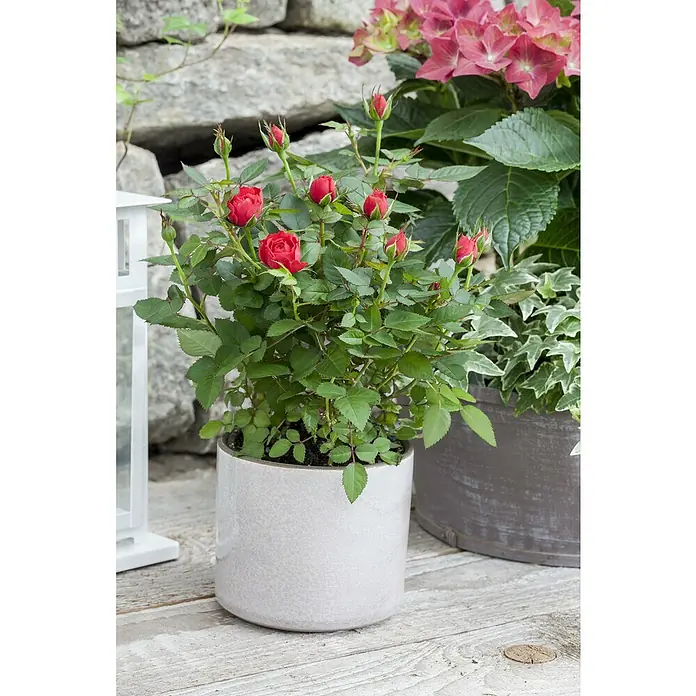 Piardino Topfrose Kordana - Rosa Kordana, Topfgröße: 11 cm, Sortenabhängig - Dieser Artikel zeigt eine Miniaturrose in einem hellgrauen Topf, die mit ihren roten Blüten und grünen Blättern einen schönen Blickfang bietet.