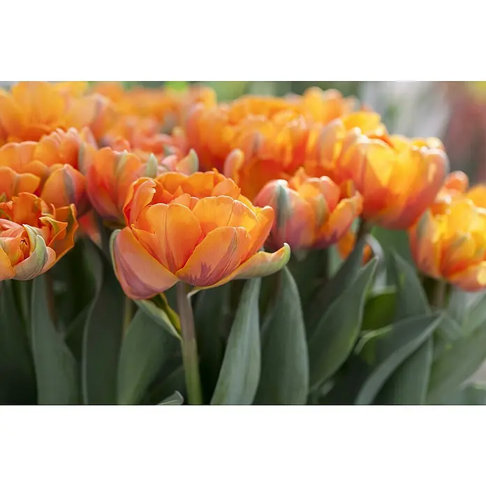 Piardino Sommerblumenzwiebeln 'Orange Princess'Tulipa Hybride 'Orange Princess' - Eine Nahaufnahme von orangefarbenen Tulpenblüten, die ihre leuchtenden Farben und filigranen Blütenblätter zeigen.