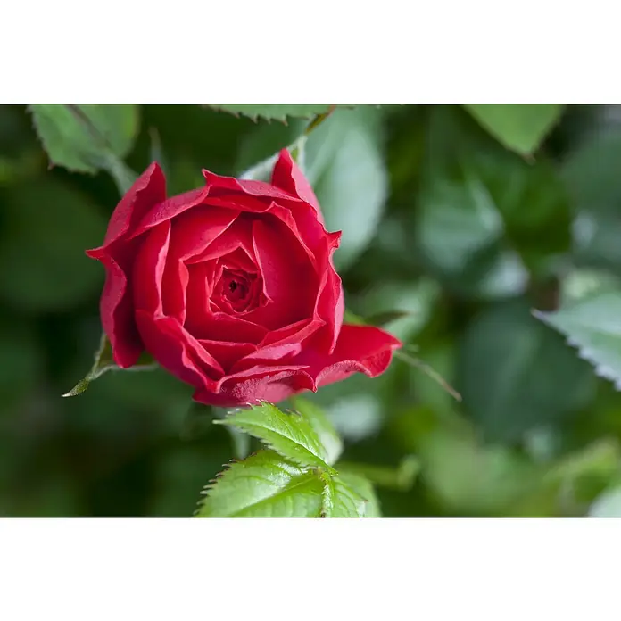 Piardino Topfrose Kordana - Rosa Kordana, Topfgröße: 11 cm, Sortenabhängig - Nahaufnahme einer leuchtend roten Rose mit sanften Blütenblättern, umgeben von einem Hintergrund aus lebhaftem Grün.
