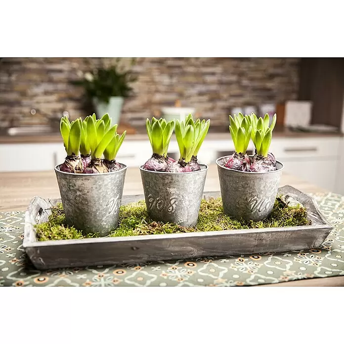 Piardino Frühlingsblumenzwiebeln Hyazinthen Trio - Hyacinthus orientalis - Drei grüne Hyazinthenpflanzen in verzinkten Metalltöpfen sind mit Moos auf einem Holztablett auf einer gemusterten Tischdecke arrangiert.