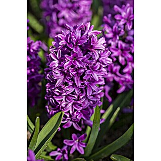 Piardino Frühlingsblumenzwiebeln 'Purple Sensation' (Hyacinthus orientalis 'Purple Sensation', Tiefviolett)