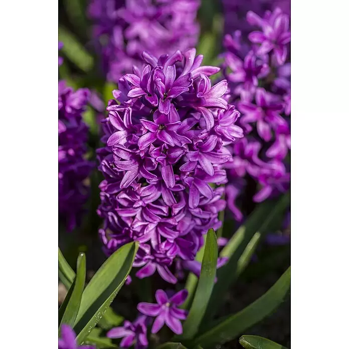 Piardino Frühlingsblumenzwiebeln Hyazinthe 'Purple Sensation' - Hyacinthus orientalis, Tiefviolett - Detailaufnahme