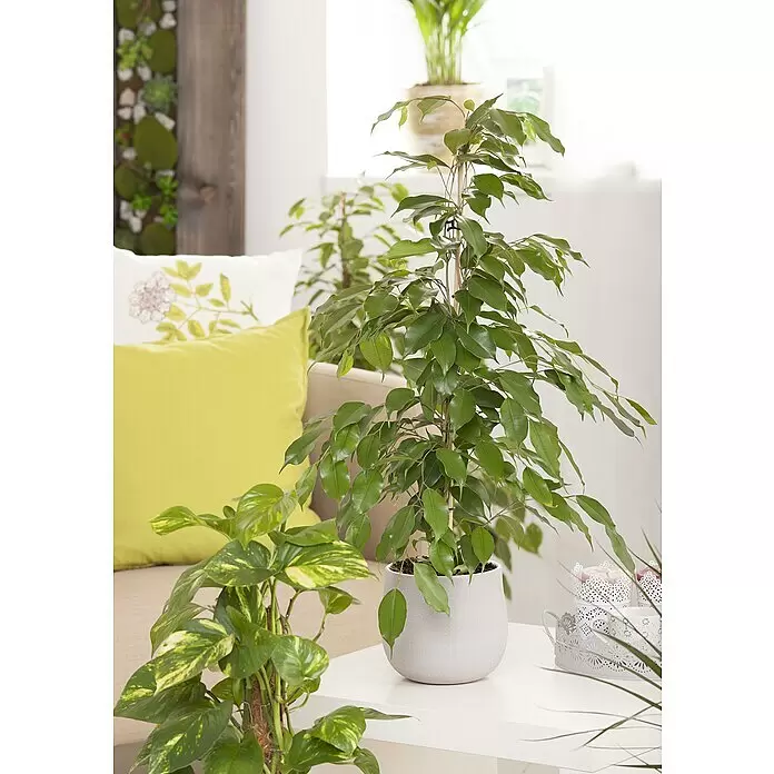 Piardino Air So Pure Zimmerpflanzen-Mix ExclusiveArtenmix, Topfgröße: 17 cm