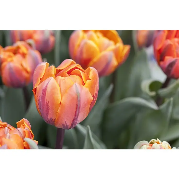 Piardino Sommerblumenzwiebeln 'Orange Princess'Tulipa Hybride 'Orange Princess' - Nahaufnahme von orangefarbenen Tulpen mit violetten Akzenten, die ihre einzigartige Farbe und die zarten Blütenblätter hervorhebt.