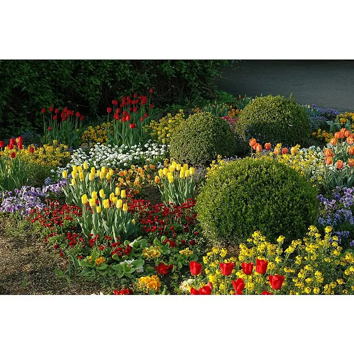 Piardino Frühlingsblumenzwiebeln Tulpe Red Flair - Tulipa 'Red Flair' - Farbenfroher Blumengarten mit Tulpen, Büschen und bunten Blumen in verschiedenen Farben, die eine idyllische Gartenszene schaffen.