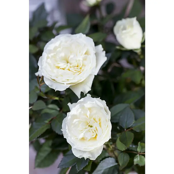 Piardino Topfrose Kordana - Rosa Kordana, Topfgröße: 11 cm, Sortenabhängig - Nahaufnahme von drei eleganten, weißen Rosenblüten, umgeben von üppigem, dunklem Grün. Die Blüten strahlen Reinheit und Schönheit aus.
