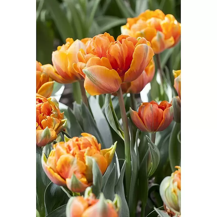Piardino Sommerblumenzwiebeln 'Orange Princess' - Tulipa Hybride 'Orange Princess' - Detailaufnahme