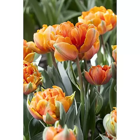 Piardino  Sommerblumenzwiebeln 'Orange Princess'