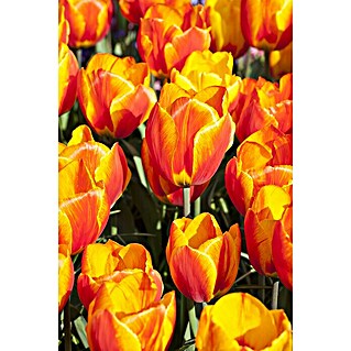 Piardino Frühlingsblumenzwiebeln Flair (Tulipa Hybride 'Flair Orange', Topfgröße: 12 cm)