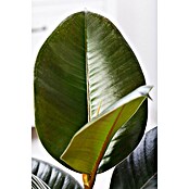 Piardino Gummibaum in Sorten (Ficus elastica, Topfgröße: 24 cm) | BAUHAUS