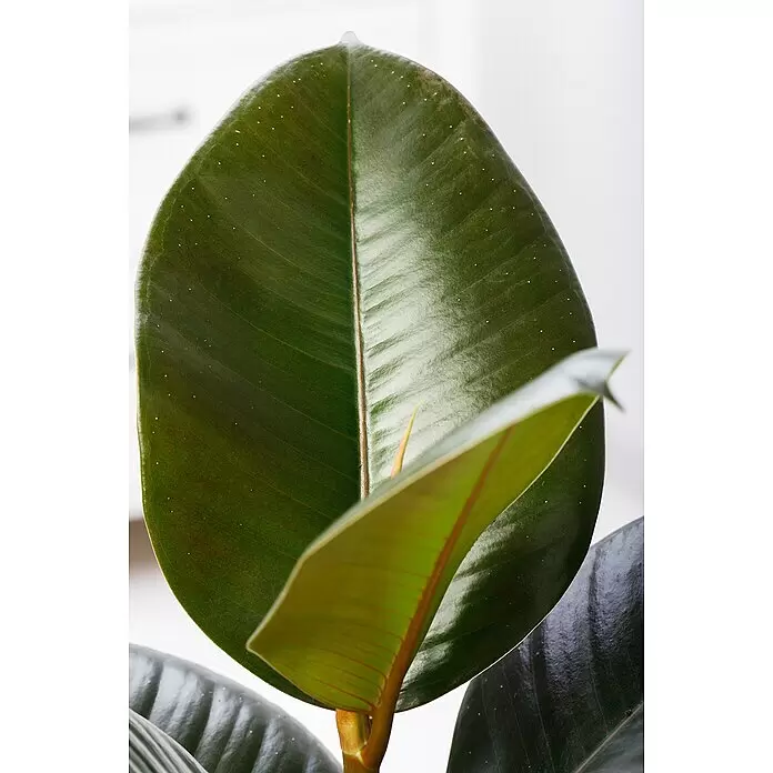 Piardino Gummibaum in SortenFicus elastica, Topfgröße: 24 cm