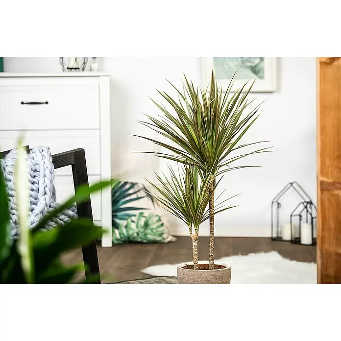 Piardino Air So Pure Zimmerpflanzen-Mix ExclusiveArtenmix, Topfgröße: 17 cm
