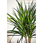 Piardino Drachenbaum (Dracaena marginata, Topfgröße: 24 cm, Dunkelgrün/Dunkelrot) | BAUHAUS