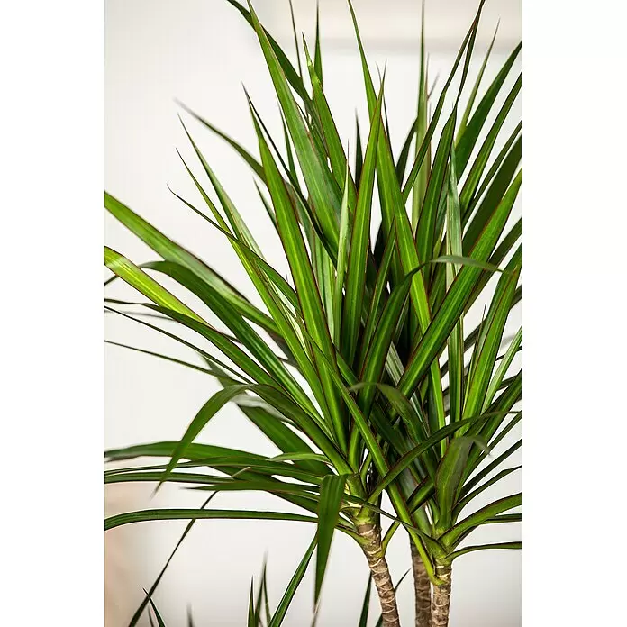 Piardino Air So Pure Zimmerpflanzen-Mix ExclusiveArtenmix, Topfgröße: 17 cm