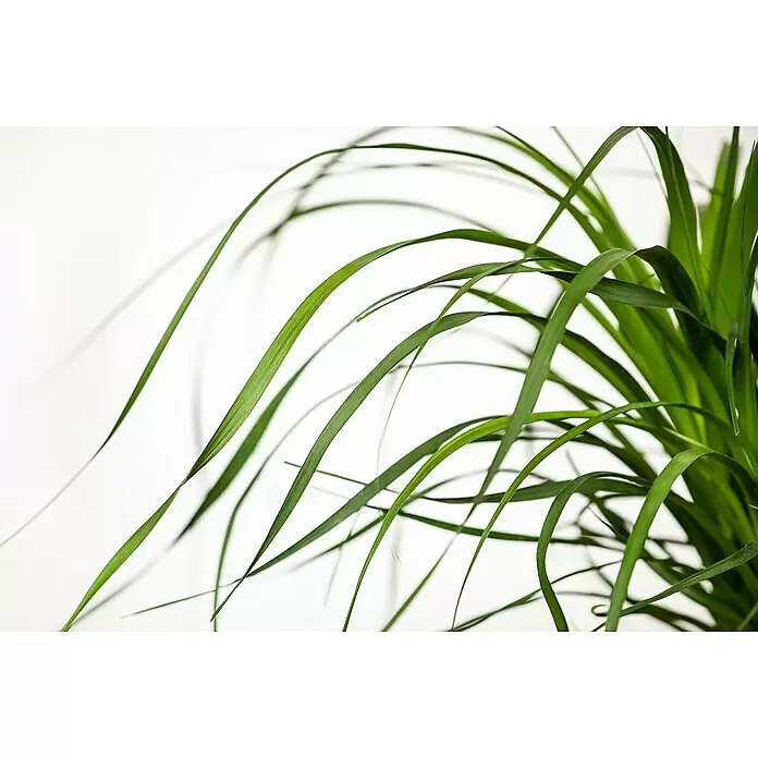 Piardino Elefantenfuß - Beaucarnea recurvata, Topfgröße: 19 cm - Detailaufnahme