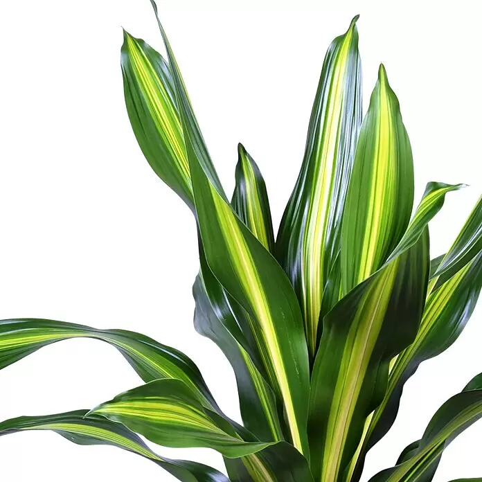 Piardino Drachenbaum - Dracaena fragrans, Topfgröße: 24 cm - Detailaufnahme
