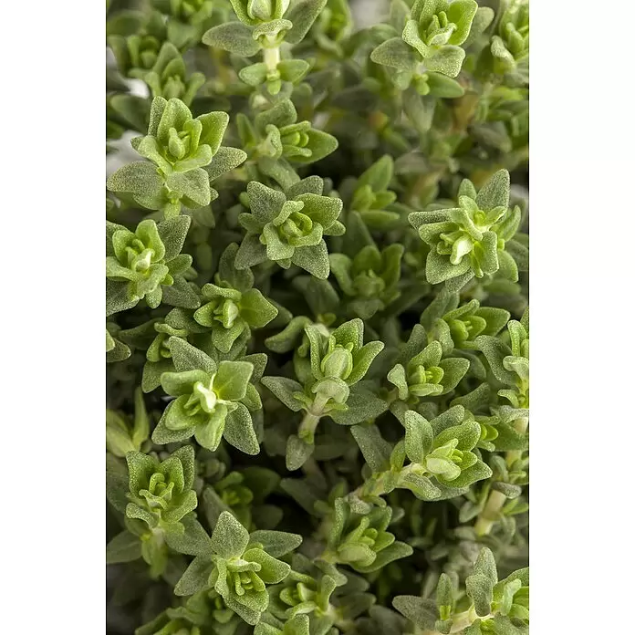 Piardino Echter Thymian grünlaubige Sorten - Thymus vulgaris, Topfgröße: 14 cm - Detailaufnahme