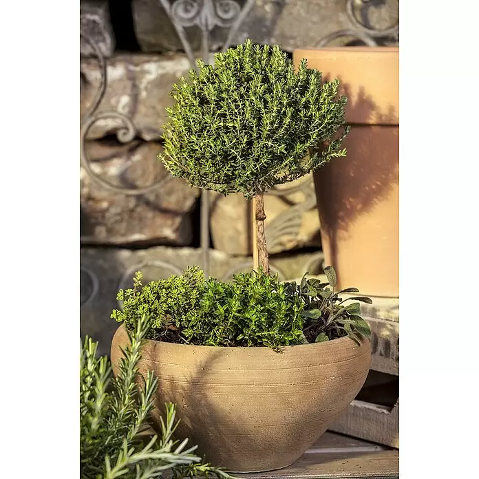 Piardino Echter Thymian grünlaubige Sorten - Thymus vulgaris, Topfgröße: 14 cm - Stimmungsaufnahme