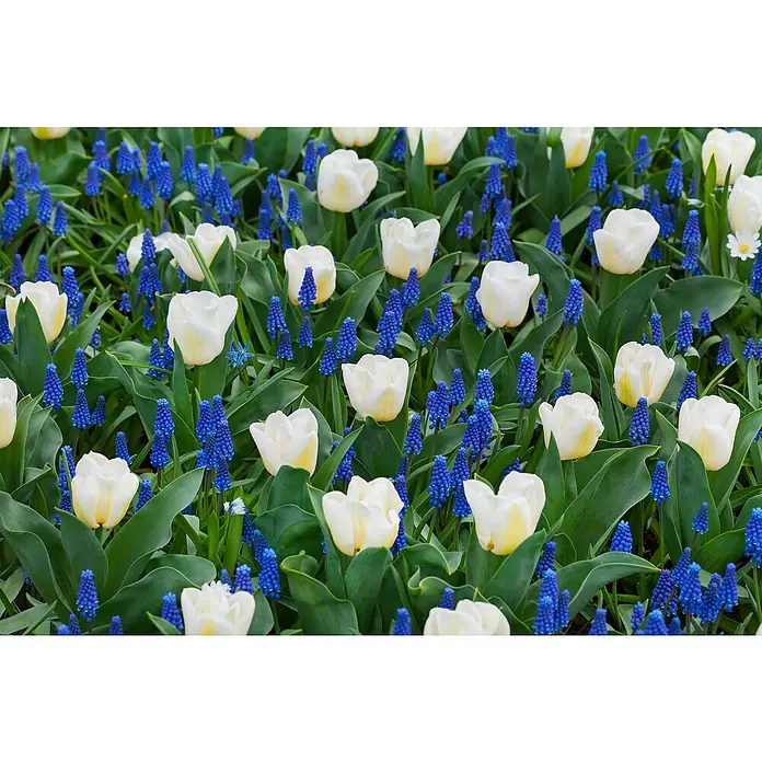 Piardino Frühlingsblumenzwiebeln Tulpe - Tulipa Calgary - Feld mit weißen Tulpen und blauen Traubenhyazinthen, die eine lebendige Frühlingsszene schaffen.