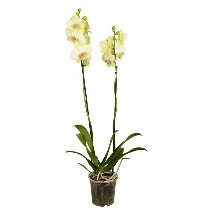 Phalaenopsis Hybride12 Lemon Line gelb