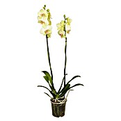 Phalaenopsis Hybride12 Lemon Line gelb