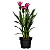 Curcuma Siam Samba 14 lila