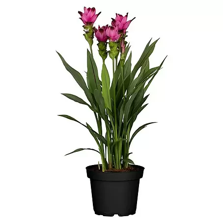 Piardino  Safranwurz 'Samba'