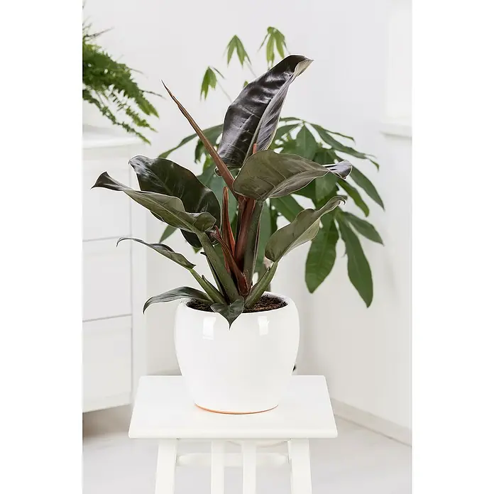Piardino Baumfreund 'Imperial Red' - Philodendron bipinnatifidum 'Imperial  Red', Topfgre: 24 cm online kaufen bei BAUHAUS