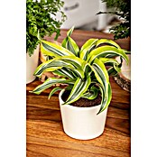 Dracaena deremensis 12 Lemon Surprise