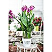 Curcuma Siam Samba 14 lila