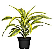 Dracaena deremensis 12 Lemon Surprise